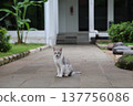 An Indonesian cat staring at the camera. 137756086
