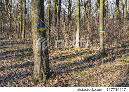 Trees marked with blue and yellow in a forest during springtime Trees marked with blue and yellow in a forest during springtime 137756237