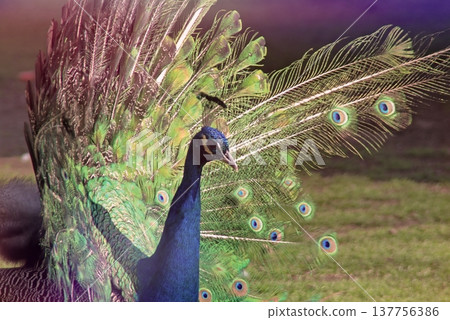 Majestic Peacock Displaying Vibrant Green and Blue Feathers.  137756386