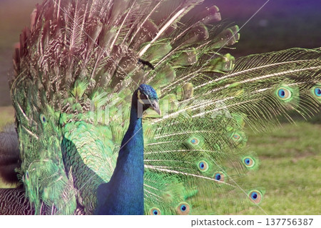 Majestic Peacock Displaying Vibrant Green and Blue Feathers.  137756387