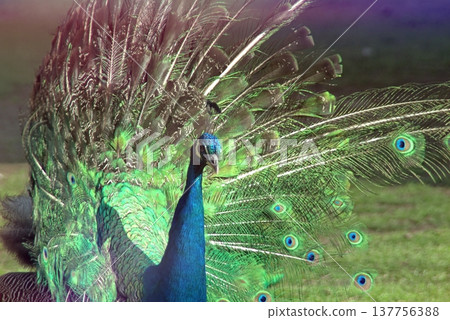 Majestic Peacock Displaying Vibrant Green and Blue Feathers.  137756388