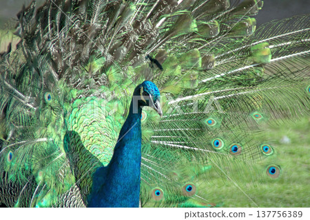 Majestic Peacock Displaying Vibrant Green and Blue Feathers.  137756389