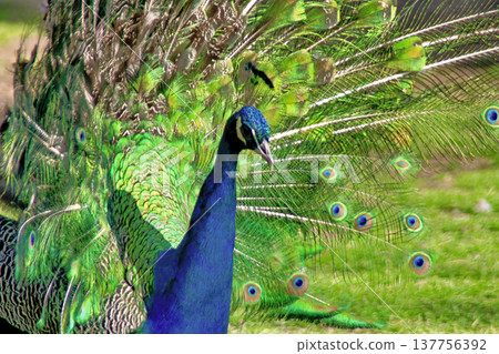 Majestic Peacock Displaying Vibrant Green and Blue Feathers. Majestic Peacock Displaying Vibrant Green and Blue Feathers. 137756392