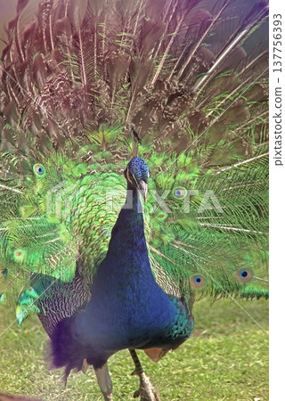 Majestic Peacock Displaying Vibrant Green and Blue Feathers. Majestic Peacock Displaying Vibrant Green and Blue Feathers. 137756393