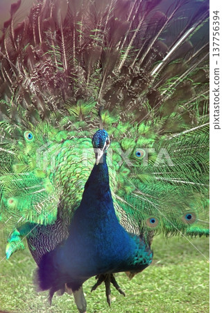 Majestic Peacock Displaying Vibrant Green and Blue Feathers. Majestic Peacock Displaying Vibrant Green and Blue Feathers. 137756394