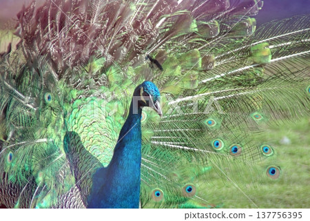 Majestic Peacock Displaying Vibrant Green and Blue Feathers. Majestic Peacock Displaying Vibrant Green and Blue Feathers. 137756395