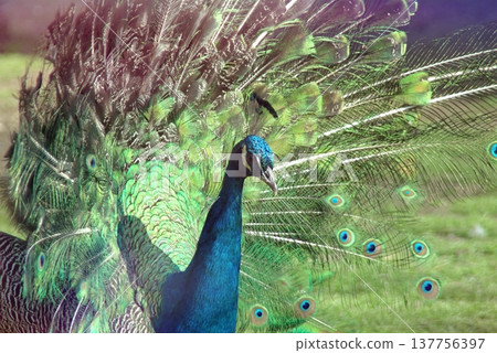 Majestic Peacock Displaying Vibrant Green and Blue Feathers.  137756397
