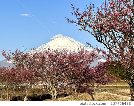 岡山櫻花和富士山 岡山櫻花和富士山 137756428