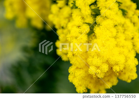 A vibrant close-up of yellow mimosa flowers, signaling the arrival of spring. 137756550