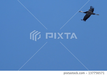 A hooded crane soaring against a backdrop of a vast blue sky. A hooded crane soaring against a backdrop of a vast blue sky. 137756571