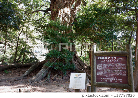 Akou of Matsuo, Tosashimizu City, Kochi Prefecture Akou of Matsuo, Tosashimizu City, Kochi Prefecture 137757026