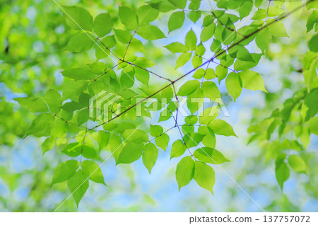 藍天和翠綠的樹葉（背景素材） 137757072