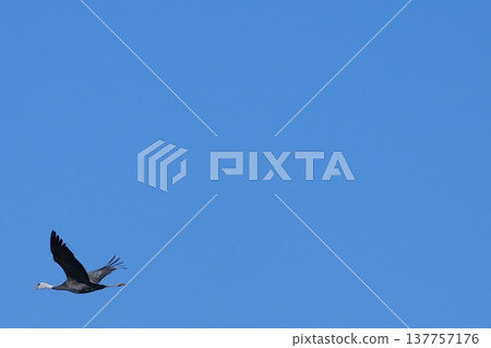 Cranes flying in the vast blue sky Cranes flying in the vast blue sky 137757176