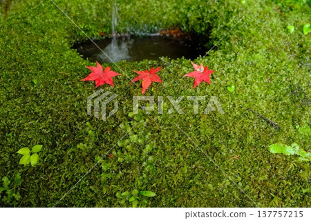 Image materials with a Japanese aesthetic featuring moss and autumn leaves. 137757215