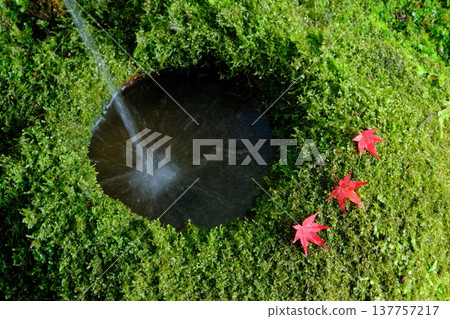 Image materials with a Japanese aesthetic featuring moss and autumn leaves. Image materials with a Japanese aesthetic featuring moss and autumn leaves. 137757217