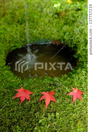 Image materials with a Japanese aesthetic featuring moss and autumn leaves. Image materials with a Japanese aesthetic featuring moss and autumn leaves. 137757219