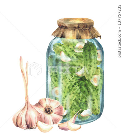 Pickled, canned cucumbers in glass jar with garlic cloves and bulb and fabric cover lid. Watercolor hand drawn food illustration for vegetables preservation, menu, label print Isolated from background Pickled, canned cucumbers in glass jar with garlic cloves and bulb and fabric cover lid. Watercolor hand drawn food illustration for vegetables preservation, menu, label print Isolated from background 137757235