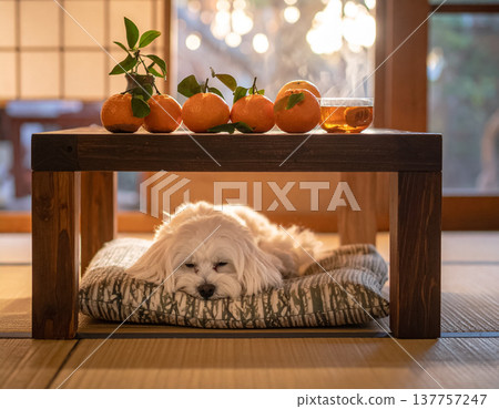 一隻馬爾濟斯犬和幾個橘子睡在暖桌(被爐)下。 一隻馬爾濟斯犬和幾個橘子睡在暖桌(被爐)下。 137757247