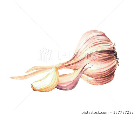 Watercolor Garlic. Hand drawn whole bulb with two cloves. Realistic dried vegetables herbs flavour. Illustration isolated from background. Aromatic culinary hot seasoning for food, menu, recipe design Watercolor Garlic. Hand drawn whole bulb with two cloves. Realistic dried vegetables herbs flavour. Illustration isolated from background. Aromatic culinary hot seasoning for food, menu, recipe design 137757252