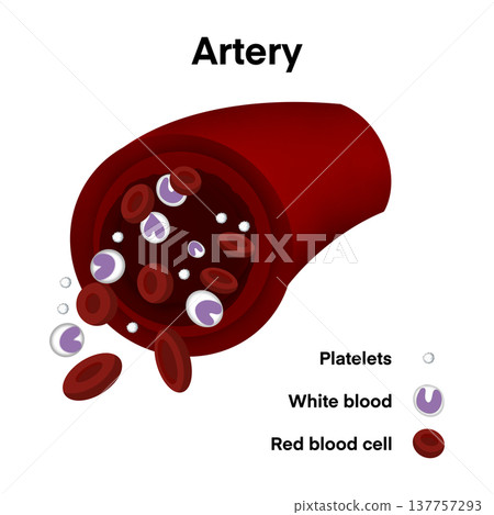 Scientific illustration of artery cross section showing red blood cells, white blood cells and platelets flowing inside human circulatory system, medical diagram for educational health biology 137757293