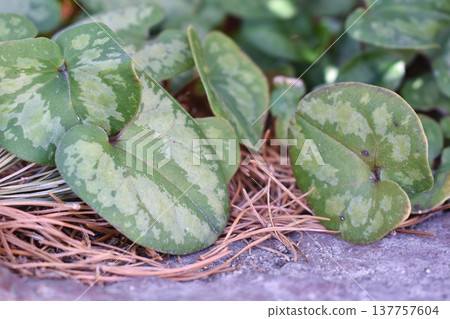 Cannabis sativa leaves Cannabis sativa leaves 137757604