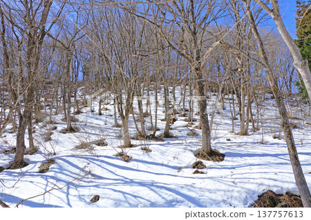 Snowmelt Forest at the Foot of Mount Hakuba 137757613