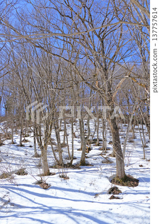 Snowmelt Forest at the Foot of Mount Hakuba 137757614