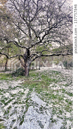Winter Landscape of Bare Trees and Falling Snow in Forest.A serene winter scene featuring a snowy woodland with deciduous trees under a gentle snowfall on a cold day. Winter Landscape of Bare Trees and Falling Snow in Forest.A serene winter scene featuring a snowy woodland with deciduous trees under a gentle snowfall on a cold day. 137757846