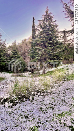 Winter Landscape of Bare Trees and Falling Snow in Forest.A serene winter scene featuring a snowy woodland with deciduous trees under a gentle snowfall on a cold day. Winter Landscape of Bare Trees and Falling Snow in Forest.A serene winter scene featuring a snowy woodland with deciduous trees under a gentle snowfall on a cold day. 137757850