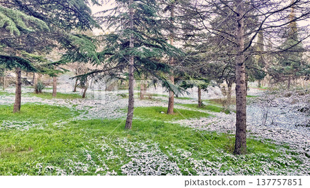 Winter Landscape of Bare Trees and Falling Snow in Forest.A serene winter scene featuring a snowy woodland with deciduous trees under a gentle snowfall on a cold day. 137757851