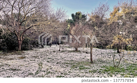 Winter Landscape of Bare Trees and Falling Snow in Forest.A serene winter scene featuring a snowy woodland with deciduous trees under a gentle snowfall on a cold day. Winter Landscape of Bare Trees and Falling Snow in Forest.A serene winter scene featuring a snowy woodland with deciduous trees under a gentle snowfall on a cold day. 137757854