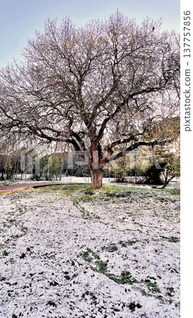 Winter Landscape of Bare Trees and Falling Snow in Forest.A serene winter scene featuring a snowy woodland with deciduous trees under a gentle snowfall on a cold day. Winter Landscape of Bare Trees and Falling Snow in Forest.A serene winter scene featuring a snowy woodland with deciduous trees under a gentle snowfall on a cold day. 137757856