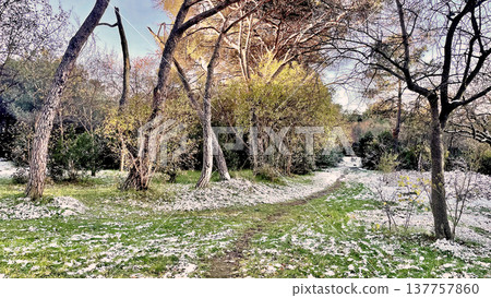 Winter Landscape of Bare Trees and Falling Snow in Forest.A serene winter scene featuring a snowy woodland with deciduous trees under a gentle snowfall on a cold day. 137757860