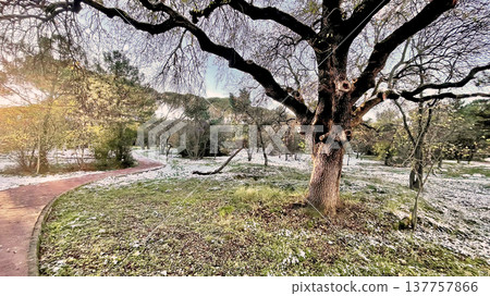 Winter Landscape of Bare Trees and Falling Snow in Forest.A serene winter scene featuring a snowy woodland with deciduous trees under a gentle snowfall on a cold day. 137757866