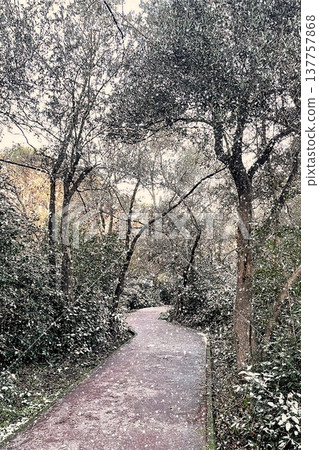 Winter Landscape of Bare Trees and Falling Snow in Forest.A serene winter scene featuring a snowy woodland with deciduous trees under a gentle snowfall on a cold day. Winter Landscape of Bare Trees and Falling Snow in Forest.A serene winter scene featuring a snowy woodland with deciduous trees under a gentle snowfall on a cold day. 137757868