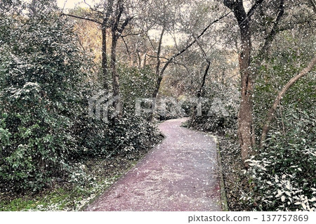 Winter Landscape of Bare Trees and Falling Snow in Forest.A serene winter scene featuring a snowy woodland with deciduous trees under a gentle snowfall on a cold day. Winter Landscape of Bare Trees and Falling Snow in Forest.A serene winter scene featuring a snowy woodland with deciduous trees under a gentle snowfall on a cold day. 137757869