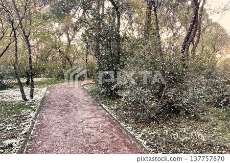 Winter Landscape of Bare Trees and Falling Snow in Forest.A serene winter scene featuring a snowy woodland with deciduous trees under a gentle snowfall on a cold day. Winter Landscape of Bare Trees and Falling Snow in Forest.A serene winter scene featuring a snowy woodland with deciduous trees under a gentle snowfall on a cold day. 137757870