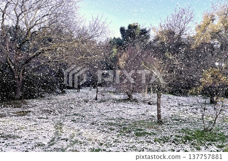Winter Landscape of Bare Trees and Falling Snow in Forest.A serene winter scene featuring a snowy woodland with deciduous trees under a gentle snowfall on a cold day. Winter Landscape of Bare Trees and Falling Snow in Forest.A serene winter scene featuring a snowy woodland with deciduous trees under a gentle snowfall on a cold day. 137757881