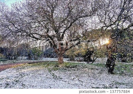 Winter Landscape of Bare Trees and Falling Snow in Forest.A serene winter scene featuring a snowy woodland with deciduous trees under a gentle snowfall on a cold day. 137757884