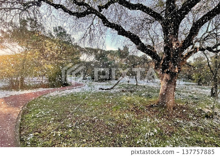 Winter Landscape of Bare Trees and Falling Snow in Forest.A serene winter scene featuring a snowy woodland with deciduous trees under a gentle snowfall on a cold day. 137757885