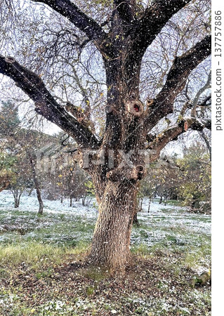 Winter Landscape of Bare Trees and Falling Snow in Forest.A serene winter scene featuring a snowy woodland with deciduous trees under a gentle snowfall on a cold day. 137757886