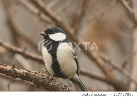 Great tit on a ume branch 137757893