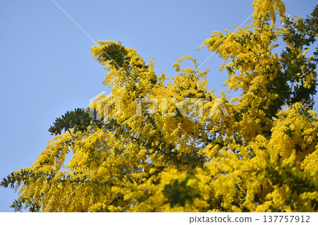 日本相思樹（又稱含羞草）的黃色花朵 137757912