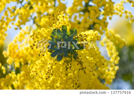 Yellow flowers of the Japanese acacia (also known as mimosa) 137757916