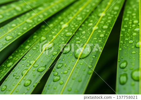 Water Drops Palm Along Leaf Tropical Nature and Green Detail 137758021