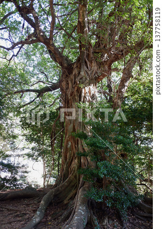 高知縣土佐清水市松尾的Akou 137758119