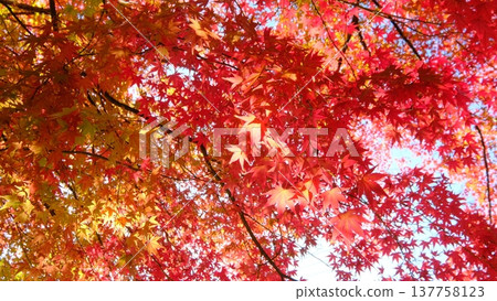 A Japanese-style material featuring a field of seasonal autumn leaves. A Japanese-style material featuring a field of seasonal autumn leaves. 137758123