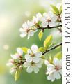 Spring blossom branch with white flowers and sunlight. Close-up of blooming tree branch with delicate blossoms and fresh green leaves in spring light. 137758151