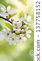 Spring blossom branch with white flowers and sunlight. Close-up of blooming tree branch with delicate blossoms and fresh green leaves in spring light. 137758152