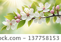 Spring blossom branch with white flowers and sunlight. Close-up of blooming tree branch with delicate blossoms and fresh green leaves in spring light. 137758153